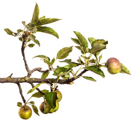 ripe juicy apples on a branch on a white background