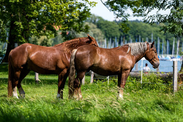 Pferde auf einer Weide auf der Fraueninsel im Hintergrund der Chiemsee. © AIDAsign