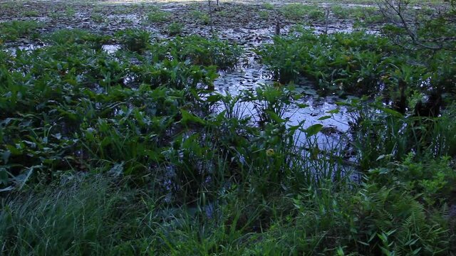 A landscape footage of a swamp ecosystem in Maryland. Image features a scenic swamp covered with ferns, water lilies and  Arrow Arum (Peltandra virginica) plants. Dragonflies fly over the wetland.