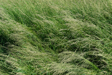 Tall grass bending in the wind - Stockphoto