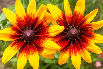 Orange gardens daisies rudbeckia flower closeup. Top view