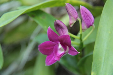 Orquídea lilás