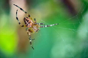 Gartenkreuzspinne ( Araneus diadematus ).