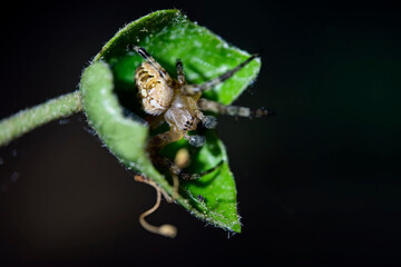 Gartenkreuzspinne ( Araneus diadematus ).