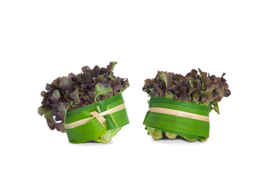 Two bunch of fresh organic red oak vegetable on isolated white background