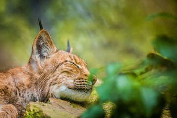 lynx portrait sleeping in nature © jurra8