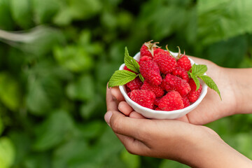 Hands holding bright red rasberries in green garden.