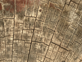 Wooden log surface filled with rhythmic cracks