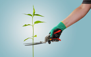 Hand holds garden shears and cuts single plant, on blue gradient background. Concept of ecological problems and deforestation, protection of the environment
