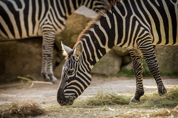 Fototapeta na wymiar zebra portrait in zoo park