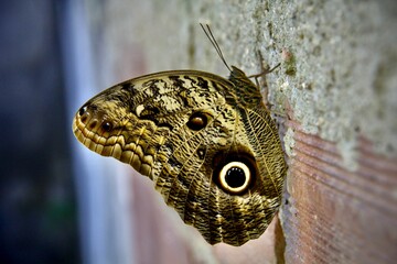 Fototapeta premium Butterfly