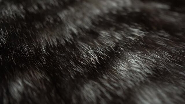 4k Macro Macro Cat Wool Background Background