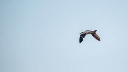 Bird flying in Marina del Rey in summer