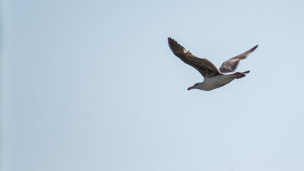 Bird flying in Marina del Rey in summer