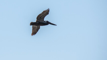 Bird flying in Marina del Rey in summer