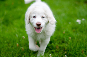 Puppy young white dog on the grass. Młoty biały pies spacerujący po zielonej trawie.