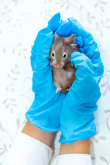 Hands in blue medical gloves hold a gray mouse or a Syrian hamster. Veterinary medicine, research, animal treatment, diagnosis. Rodent science, biology. Vertical.