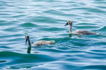 Two grey mute swan (Cygnus olor) are swimming in water in Lake Geneva, Switzerland.