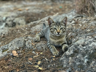 Kitten tabby cat sitting on stones and leaves