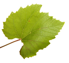 green vine leaves on white background