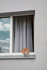 cat in the window