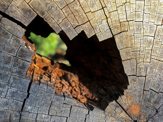 Wooden log surface filled with rhythmic cracks