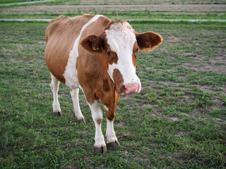 Fototapeta na wymiar vache dans un champ en été 