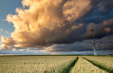 Obraz premium beautiful sunset storm sky over wheat field