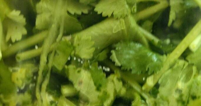 CU Coriander in blender / Dorset, UK