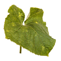 green cucumber leaf on white background