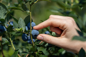 Female hand plucking ripe blueberries from a bush. Close-up.