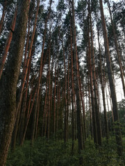 Pine Forest