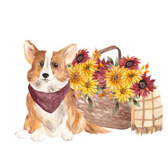 Watercolor autumn illustration with cute Corgi dog, flowers, pumpkin and sunflower, isolated on white background