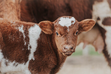 Baby calf next to cow - obrazy, fototapety, plakaty