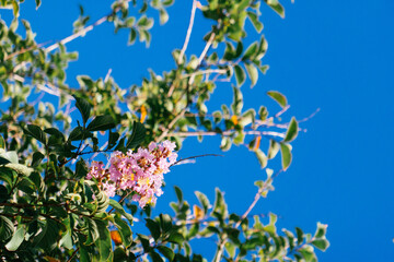 Pink crepe myrtle flower in summer	
