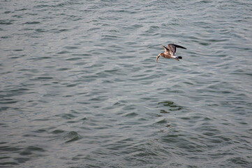 Fototapeta na wymiar seagull flying over the water