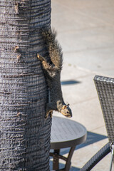 Squirrel plays on a tree in courtyard