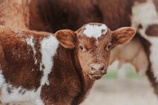 Baby calf next to cow