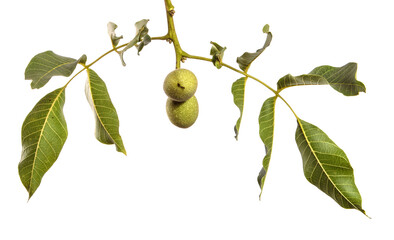 green walnuts on branches on white background