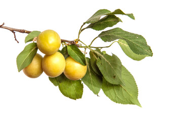 cherry plum fruit on a branch on a white background