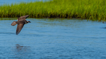 Fototapeta premium Ospry Flying Low over Salt Marsh