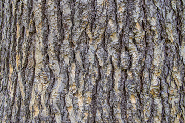 Bark Cedar Atlas, also called Cedrus atlantica. Can be used as a natural texture.