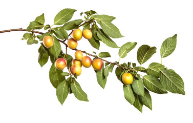 cherry plum fruit on a branch on a white background