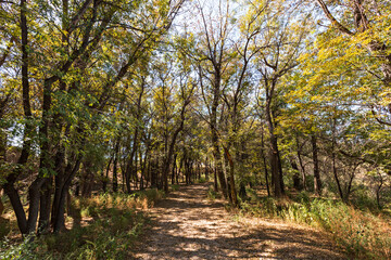 Obraz premium Ash Tree Groves in Kazakhstan