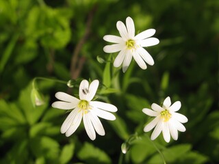Addersmeat /greater stitchwort (Stellaria holostea) - white forest flowers, Gdansk, Poland