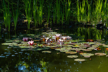 Obraz na płótnie Canvas Magic pink water lilies or lotus flowers Marliacea Rosea in garden pond. Close-up plan. Nymphaea petals and leaves with water drops. Reflection of water plants in water as in mirror. Floral landscape.