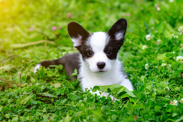 Puppy Welsh Corgi cardigan is lying on the grass. A pet. A beautiful thoroughbred dog. The concept of the artwork for printed materials. Article about dogs. A small puppy on a walk . Corgi dog.