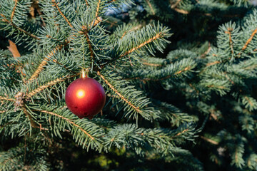 Obraz na płótnie Canvas Christmas toy red ball hangs underneath on branch of blue Christmas tree. Winter fairy tale in landscaped garden. Clear sunny day. Blurred background Selective focus. There is place for your text.