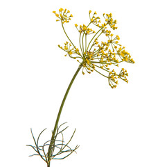 flowering branch of dill on a white background