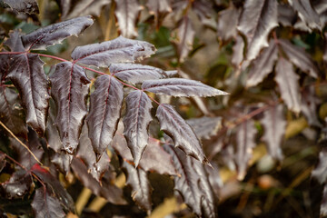 Mahonia Aquifolium on blurry yellow-green background. Selective focus. Close-up. Branch with spiky purple leaves. Winter still life. Wonderful natural backdrop for any idea.